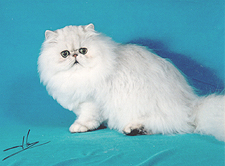 11_La Cattique Chante kitten